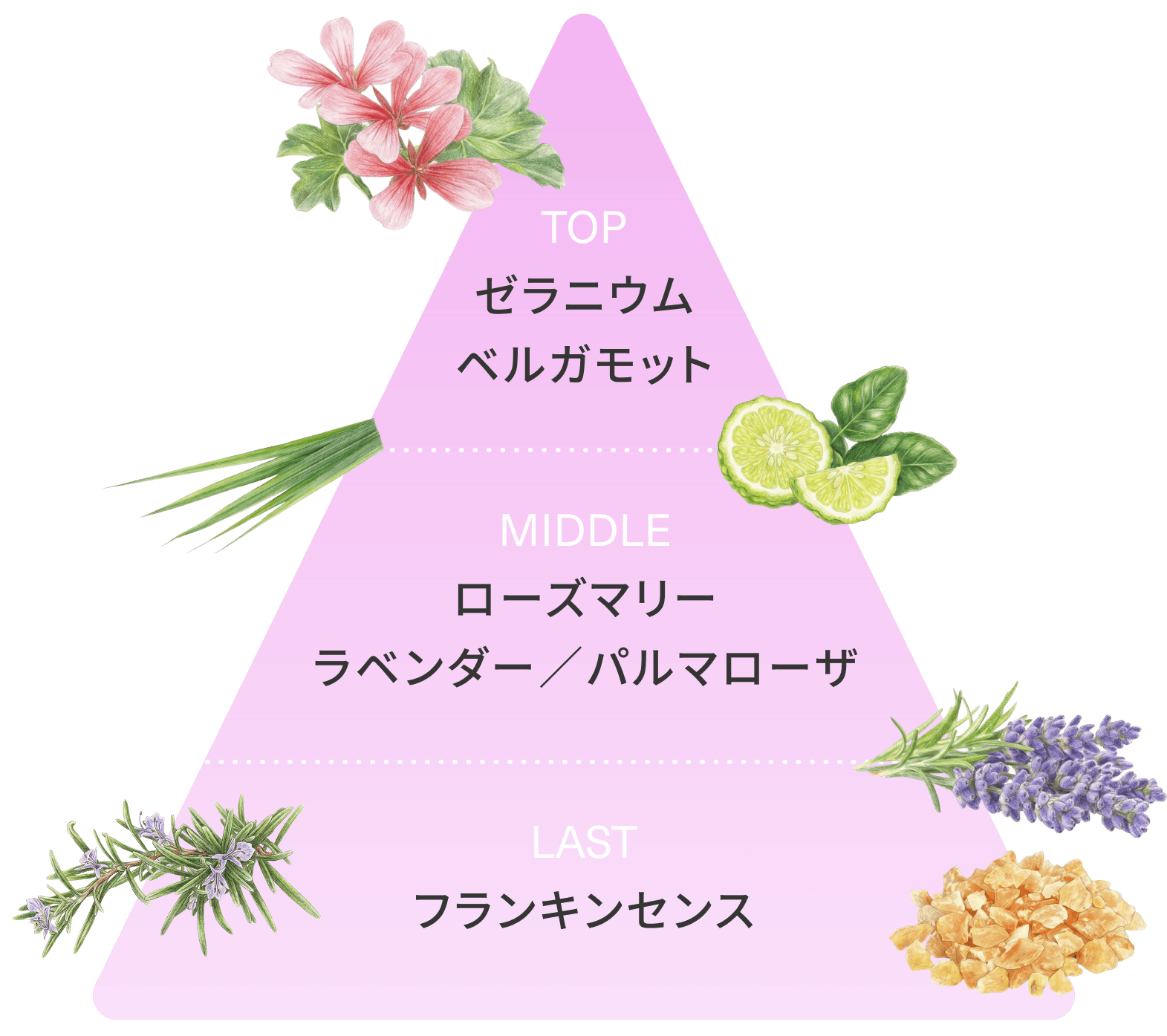 HERB の香りテーマ画像