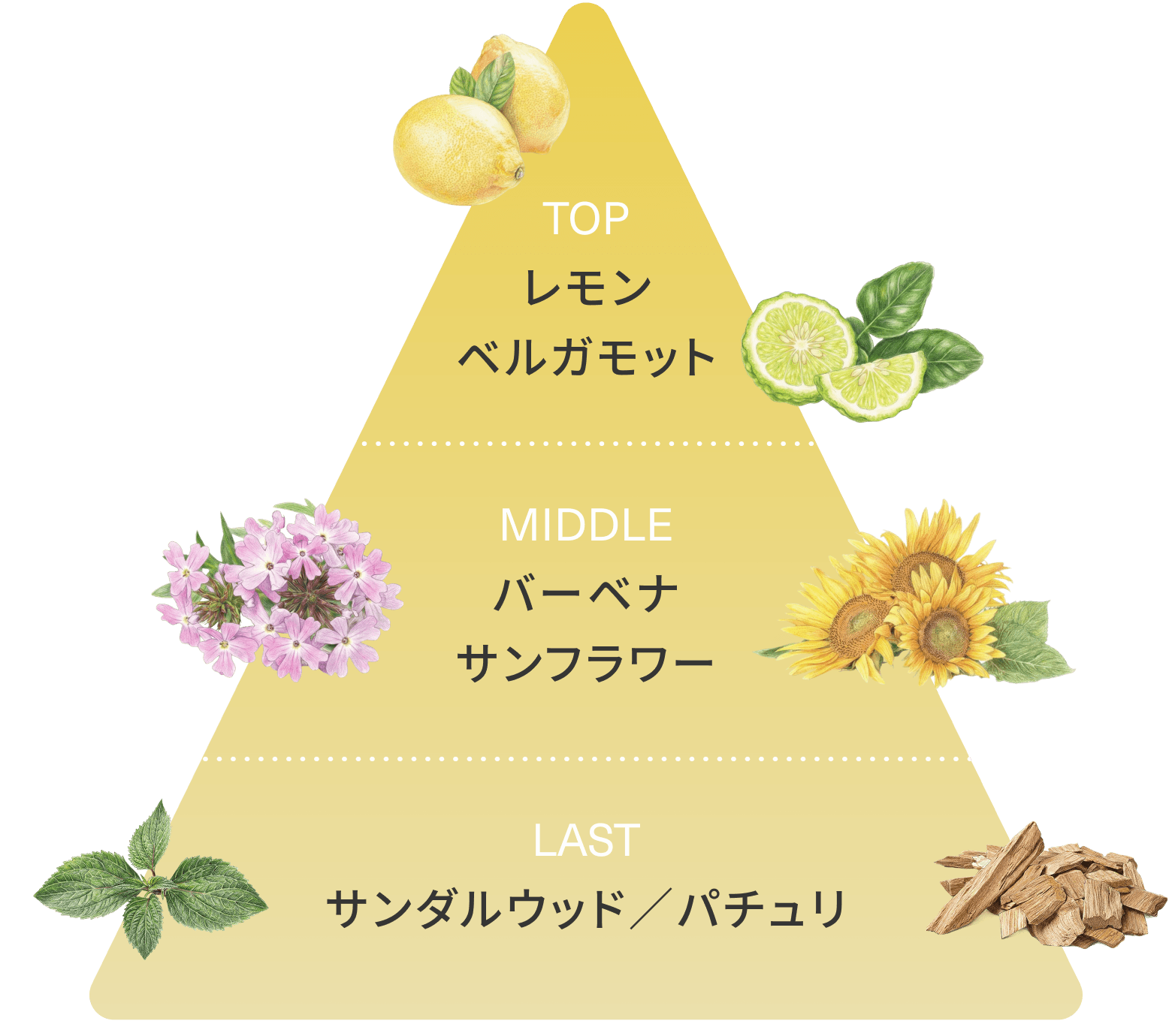 SUN の香りテーマ画像